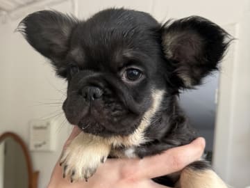 Fransk bulldogg · Knäred · Pontiacbulldogs