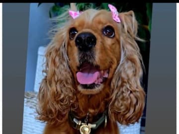 Cocker spaniel · Södertälje · Savanah B.