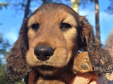 Dachshund · Södertälje · Fyrstjärnans