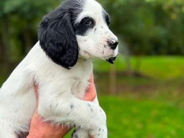 English Setter · Sulsted · Østkysten's