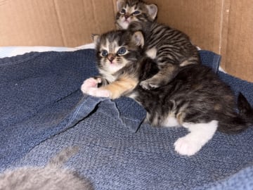 Huskatt · Timmernabben · Hanna F.