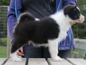 Grönlandshund · Etnedal · Tasermiut Kennel