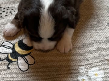 Miniature american shepherd · Beitstad · Rita Iren Dalberg