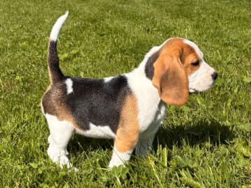 Beagle · Trångsviken · Drafgården