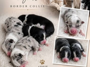 Border Collie · Herning · Abigail Pearls