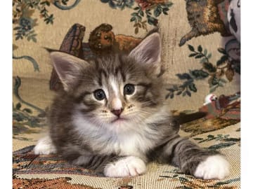 Norwegian Forest · Ekerö · S*Uncut Diamond