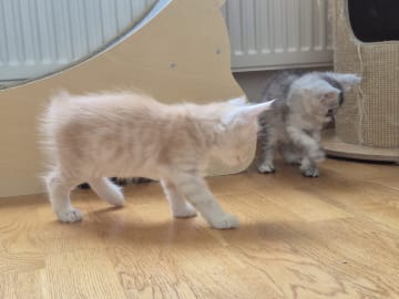 Maine Coon · Västra Frölunda · Dagdrivarn