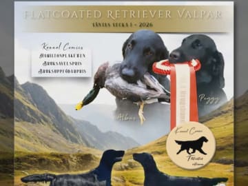 Flat coated retriever · Hammarö · Comics