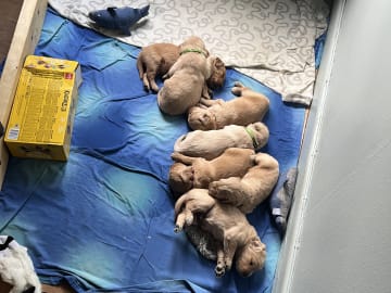 Golden Retriever · Bengtsfors · Sjöviksgårdens Golden Joy