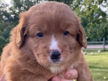 Nova scotia duck tolling retriever · Oskarshamn · Wassaya's