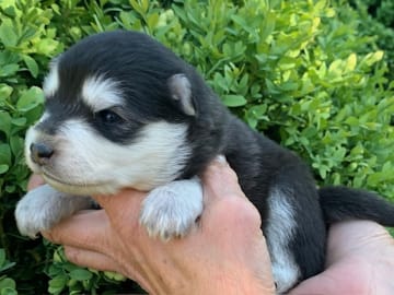 Finsk lapphund · Veberöd · Lejoncrona