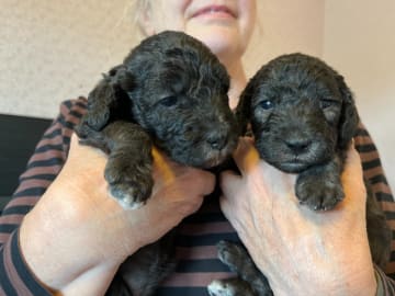 Bedlington terrier · Kiruna · Galactic Defender