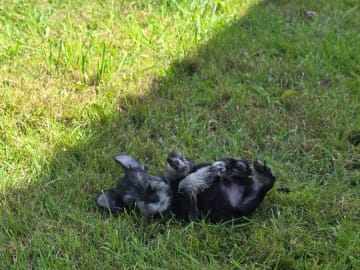 Dvärgschnauzer · Uddevalla · Little Tassa's