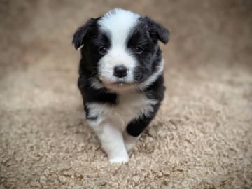 Border collie · Larvik · Pristine