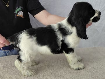 Cocker spaniel · Vittsjö · Cockerpojkarnas