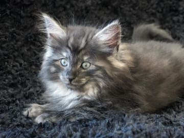 Norsk skogkatt · Lidingö · SE*Avivaz