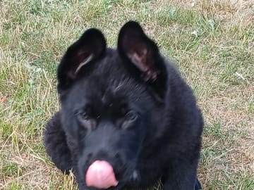Kennel Snibor Anzi