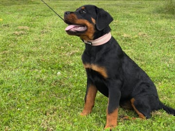 Rottweiler · Lödöse · Kennel Lexander's