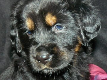 Tibetansk mastiff · Piteå · Gangs'ri Khyi
