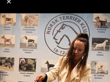 Yorkshire terrier · Gamle Fredrikstad · Thomas Rene Andersen