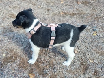 Dansk-svensk gårdshund · Karlstad · Pepparkakshusets kennel