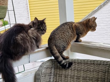 Maine Coon · Vallentuna · Ulrika D.
