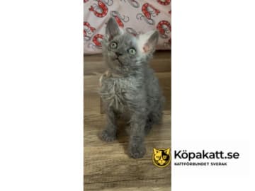 Selkirk Rex Longhair · Strängnäs · SE*Listorps