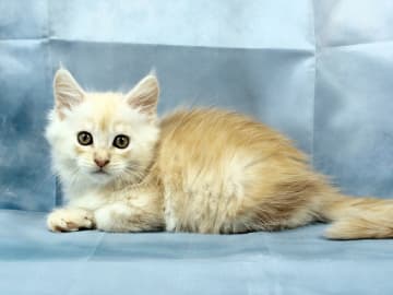 Maine Coon · Västra Frölunda · Dagdrivarn