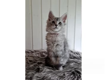 Maine Coon · Glanshammar · SE*Trollius New Moon