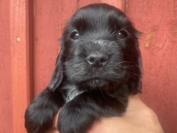 Cocker spaniel · Boxholm · Coxica’s kennel