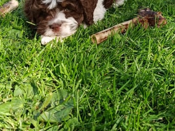 Cockerpoo · Hjortkvarn · Hjortkvarns Cavapoo