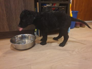 Ing-Maris kennel