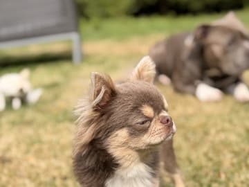 Chihuahua · Karlstad · Zusanna D.