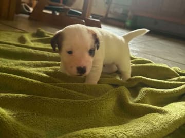 Jack Russell Terrier · Holstebro · Henning Berg Klit