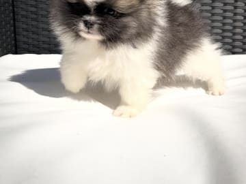 Pomeranian · Södertälje · Marleen S.