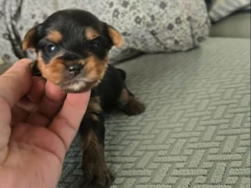 Yorkshireterrier · Södertälje · Pure Silverline