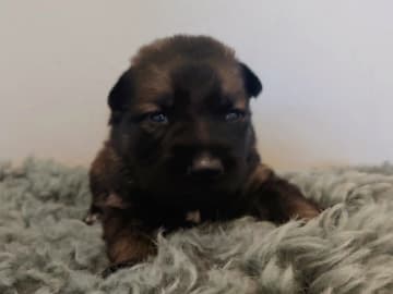 Schäferhund · Lunde · Ulvehiet