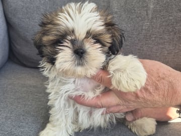 Shih tzu · Upplands Väsby · Majonies