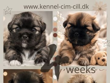 Tibetansk spaniel · Hammel · Cim-Cill
