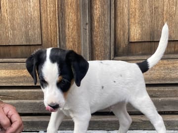 Dansk-svensk gårdhund · Hjørring · Arne Mejlhede
