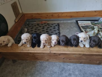 Labrador Retriever · Ingarö · Playwaters