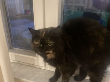 Norwegian Forest · Uppsala · Yvonne L.