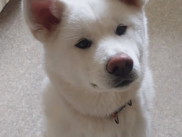 Akita inu · Dorotea · Krayon's kennel