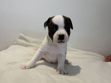 Staffordshire Bull Terrier · Vintrosa · SupremeTeamSbt