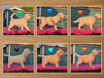 Golden retriever · Rinkaby · Retriever Village