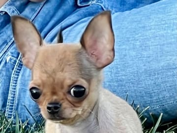 Chihuahua · Fjärdhundra · Bastängens