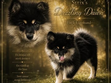 Finsk lapphund · Karlstad · Strix's