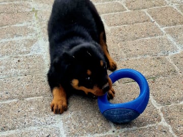 Rottweiler · Klippan · Manfield Farm