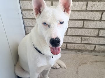 Sibirian husky- Schäfer · Sollefteå · Kenneth J.
