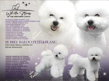 Bichon frisé · Give · Whitestarsofthenorthernlights